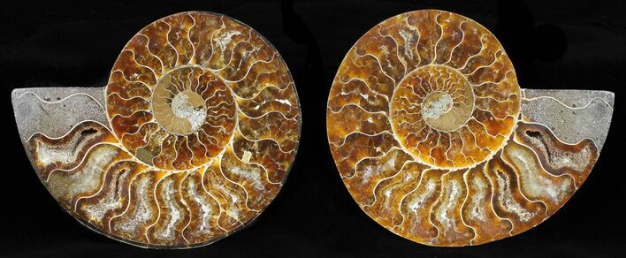 Cut & Polished Ammonite Fossil - Agatized #58714